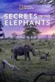 《大象的秘密第一季》高清迅雷下载